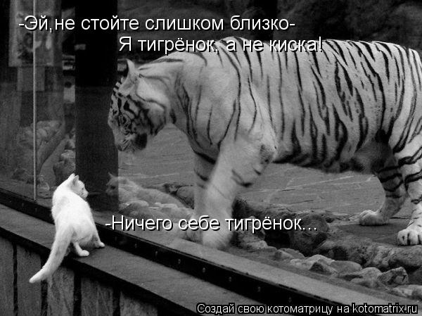 -Эй,не стойте слишком близко- Я тигрёнок, а не киска! -Ничего себе тигрёнок...... Котоматрица: -Эй,не стойте слишком близко- Я тигрёнок, а не киска! -Ничего себе тигрёнок...