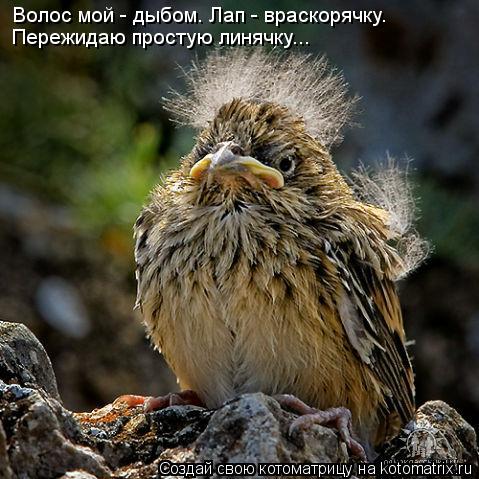 Волос мой - дыбом. Лап - враскорячку. Пережидаю простую линячку...... Котоматрица: Волос мой - дыбом. Лап - враскорячку. Пережидаю простую линячку...