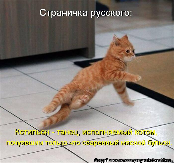 Страничка русского: Котильон - танец, исполняемый котом, почуявшим только что сваренный мясной бульон... Котоматрица: Страничка русского: Котильон - танец, исполняемый котом, почуявшим только что сваренный мясной бульон.