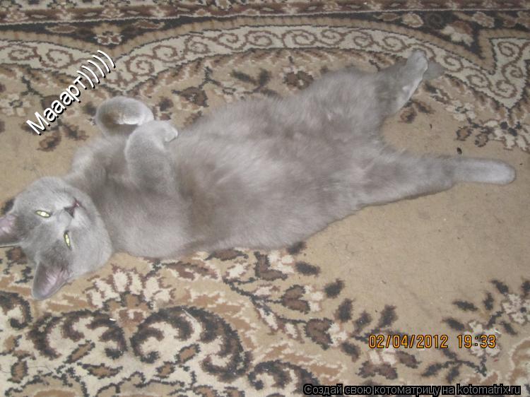 Котоматрица: Весна действует на каждого по разному...а на меня так) Мааарт)))))