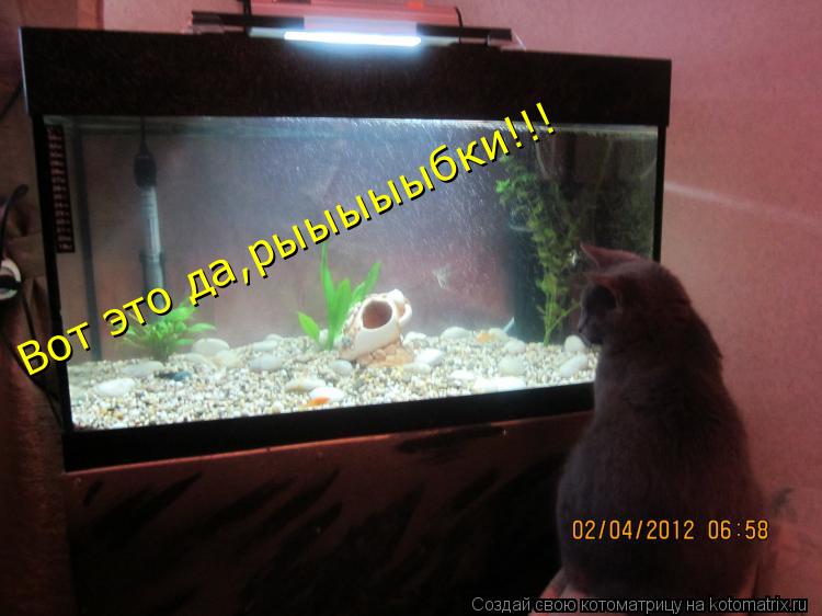 Котоматрица: Вот это да,рыыыыыбки!!!