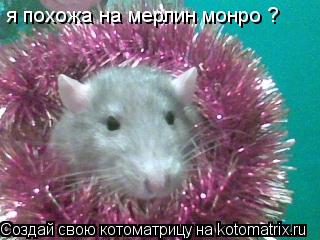 Котоматрица: я похожа на мерлин монро ?