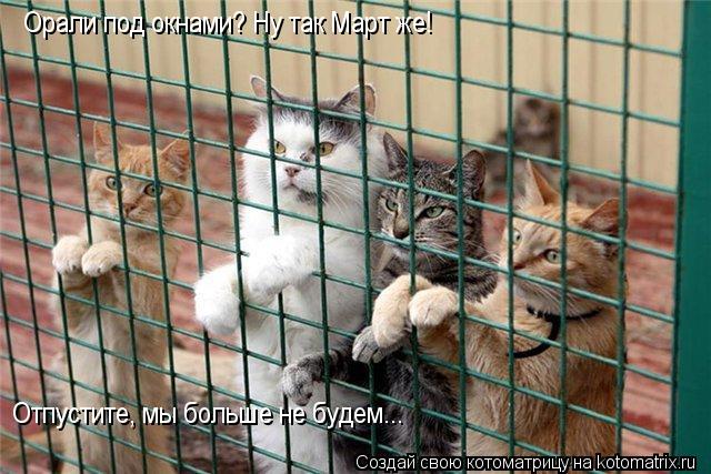 Котоматрица: Орали под окнами? Ну так Март же! Отпустите, мы больше не будем...