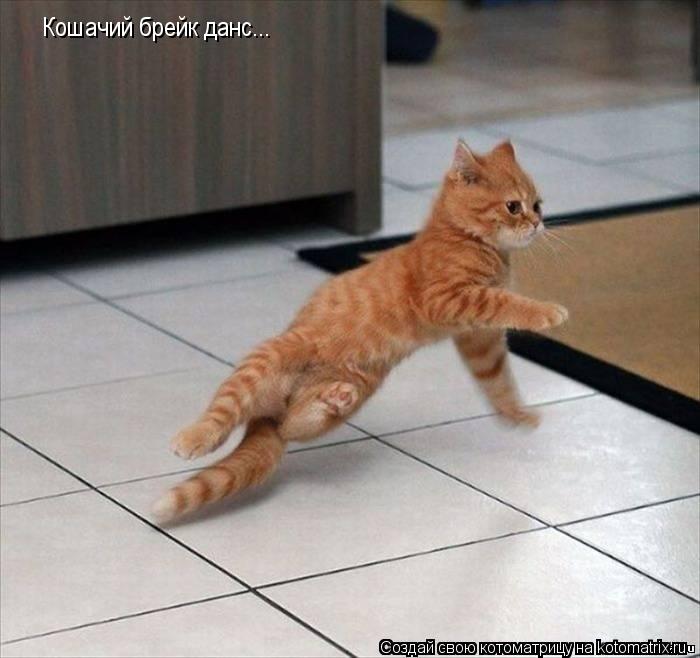 Котоматрица: Кошачий брейк данс...