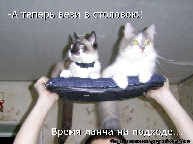 Котоматрица: -А теперь вези в столовою! Время ланча на подходе...