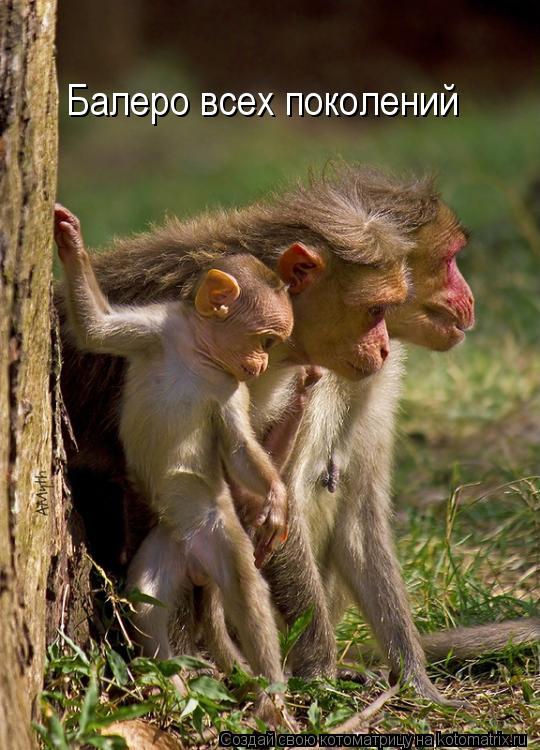 Котоматрица: Балеро всех поколений