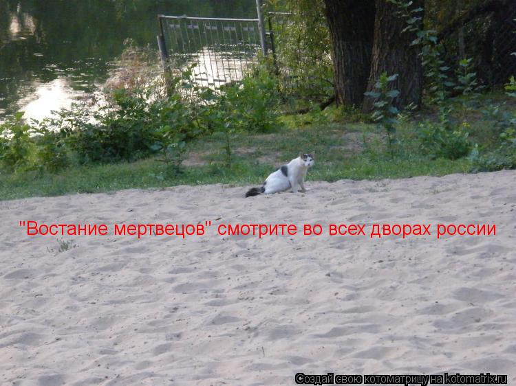 Котоматрица: "Востание мертвецов" смотрите во всех дворах россии
