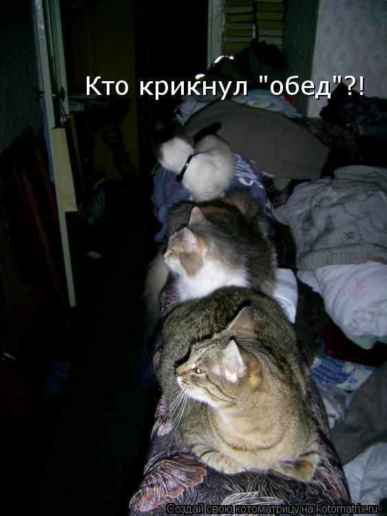 Котоматрица: Кто крикнул "обед"?!