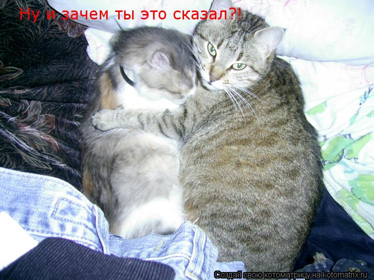 Котоматрица: Ну и зачем ты это сказал?!