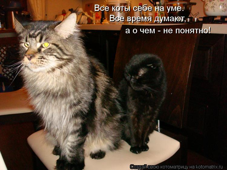 Котоматрица: Все коты себе на уме. Все время думают, а о чем - не понятно!