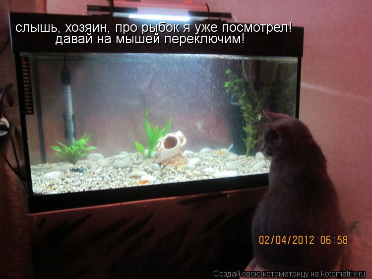 Котоматрица: слышь, хозяин, про рыбок я уже посмотрел! давай на мышей переключим!