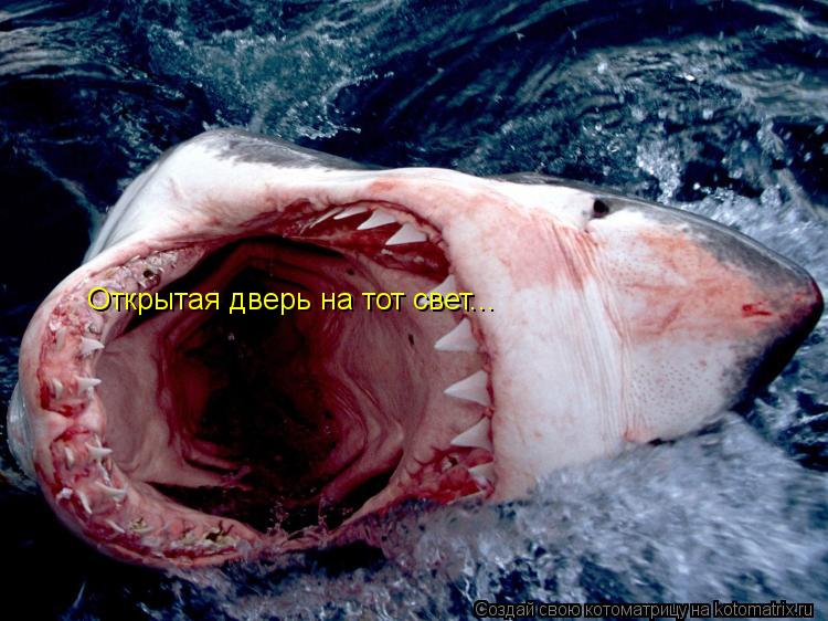 Котоматрица: Открытая дверь на тот свет...