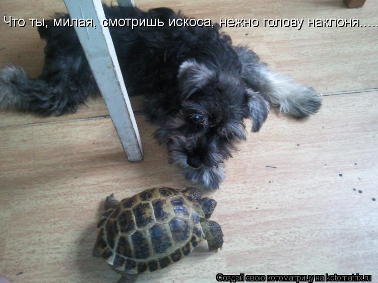 Котоматрица: Что ты, милая, смотришь искоса, нежно голову наклоня......