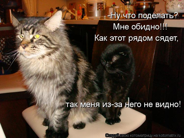 Котоматрица: -Ну что поделать? Мне обидно!!! Как этот рядом сядет, так меня из-за него не видно!