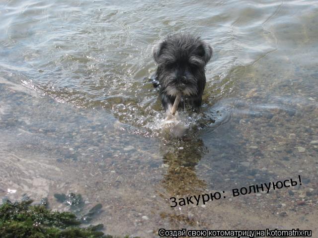 Котоматрица: Закурю, волнуюсь! Закурю: волнуюсь!