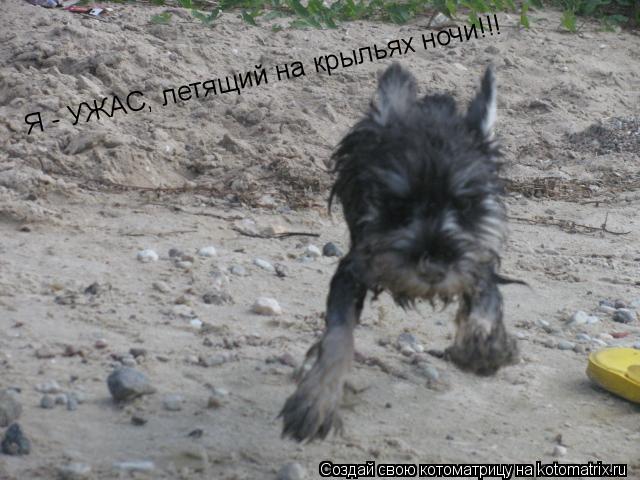 Котоматрица: Я - УЖАС, летящий на крыльях ночи!!!