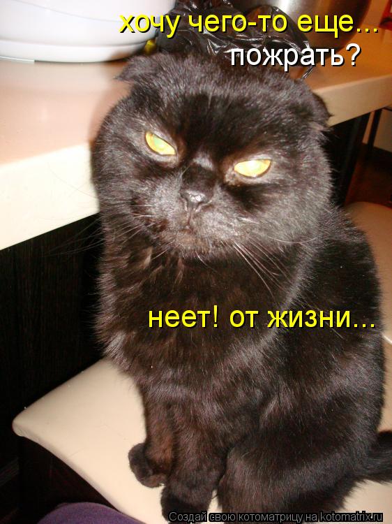 Котоматрица: хочу чего-то еще... пожрать? неет! от жизни...