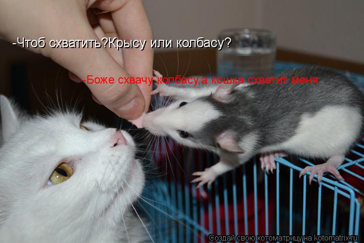 Котоматрица: -Чтоб схватить?Крысу или колбасу? -Боже схвачу колбасу,а кошка схватит меня