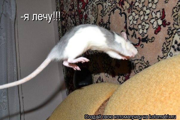 Котоматрица: -я лечу!!!