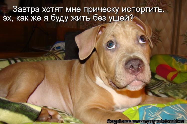 Котоматрица: Завтра хотят мне прическу испортить. эх, как же я буду жить без ушей?