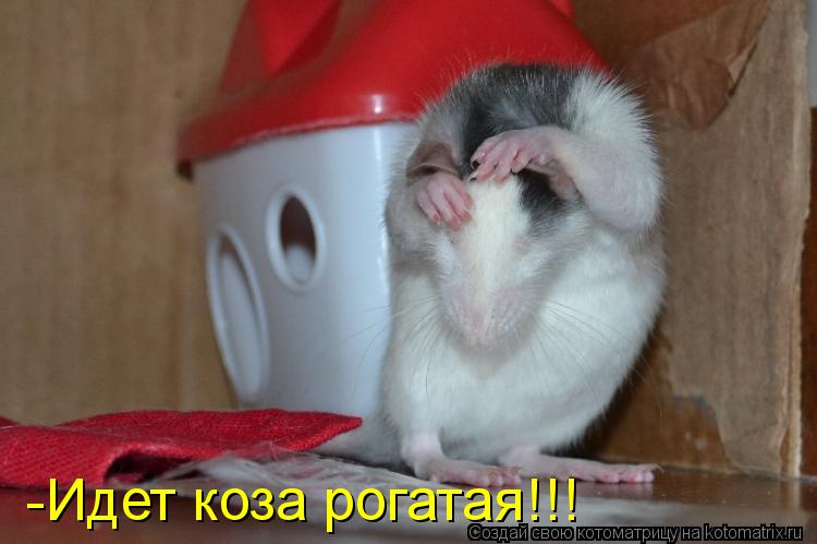 Котоматрица: -Идет коза рогатая!!!