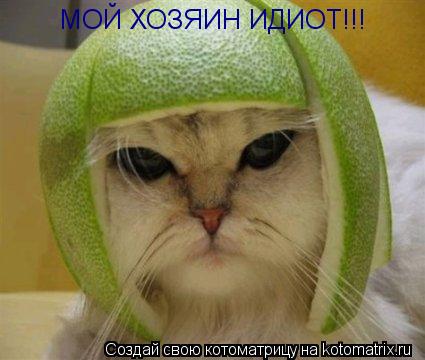 Котоматрица: МОЙ ХОЗЯИН ИДИОТ!!!