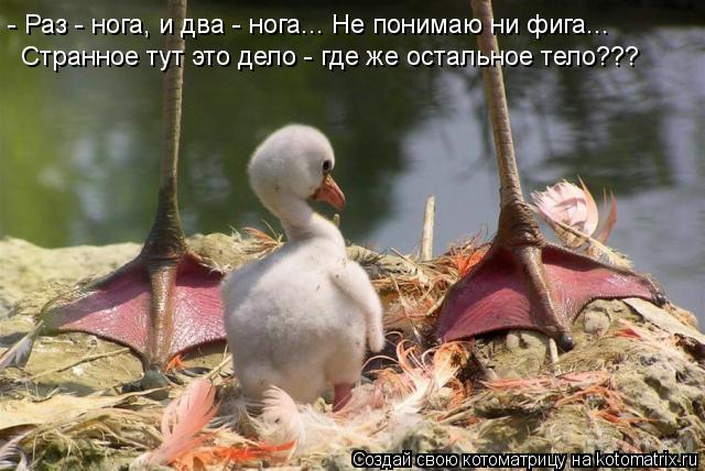 Котоматрица: - Раз - нога, и два - нога... Не понимаю ни фига... Странное тут это дело - где же остальное тело???
