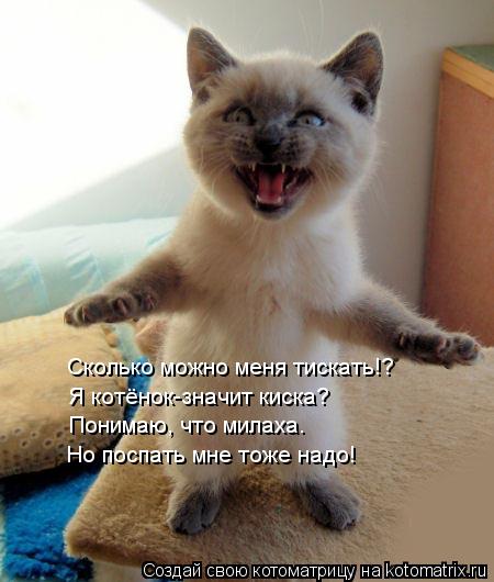 Котоматрица: Сколько можно меня тискать!? Я котёнок-значит киска? Понимаю, что милаха. Но поспать мне тоже надо!