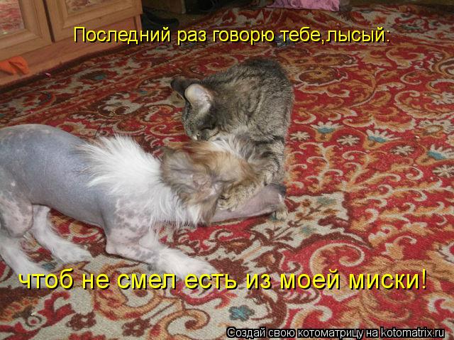 Последний раз говорю тебе,лысый: Последний раз говорю тебе,лысый: чтоб не смел есть из моей миски!... Котоматрица: Последний раз говорю тебе,лысый: Последний раз говорю тебе,лысый: чтоб не смел есть из моей миски!