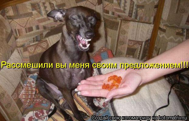 Рассмешили вы меня своим предложением!!!... Котоматрица: Рассмешили вы меня своим предложением!!!