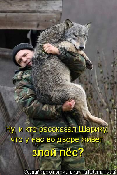 Ну, и кто рассказал Шарику, что у нас во дворе живет злой пёс?... Котоматрица: Ну, и кто рассказал Шарику, что у нас во дворе живет злой пёс?