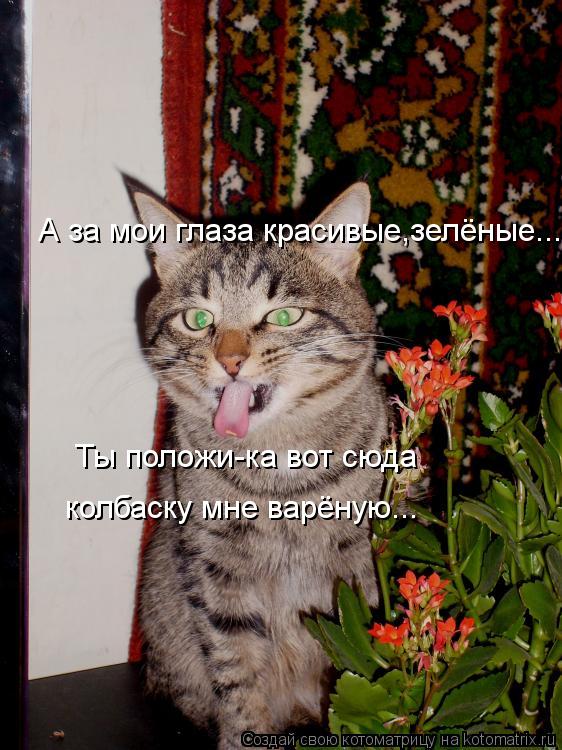 Котоматрица: Ты положи-ка вот сюда  колбаску мне варёную... А за мои глаза красивые,зелёные...