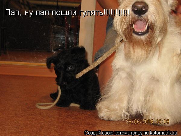 Котоматрица: Пап, ну пап пошли гулять!!!!!!!!!!!