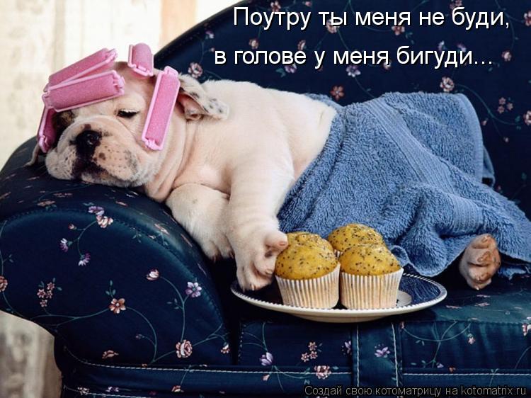 Котоматрица: Поутру ты меня не буди, в голове у меня бигуди...