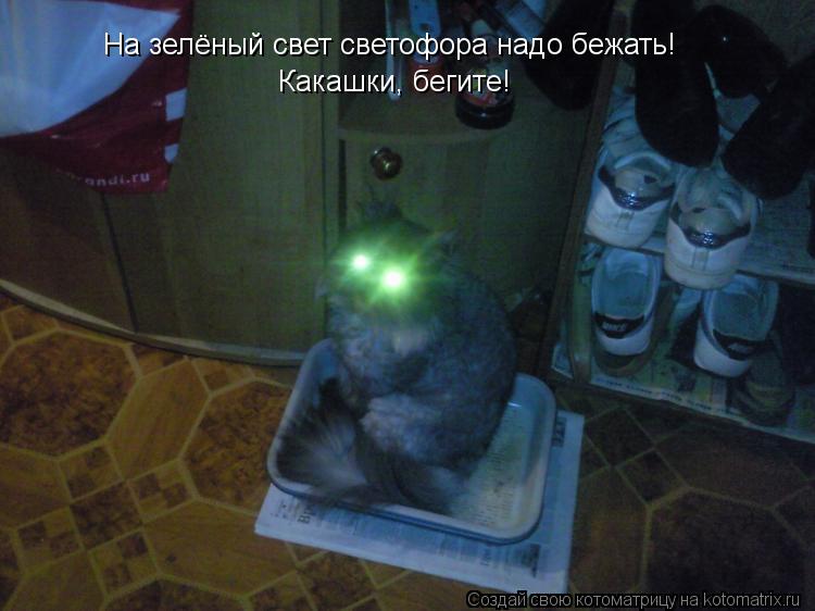 Котоматрица: На зелёный свет светофора надо бежать! Какашки, бегите!
