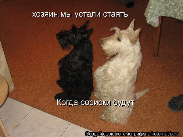 Котоматрица: хозяин,мы устали стаять, Когда сосиски будут