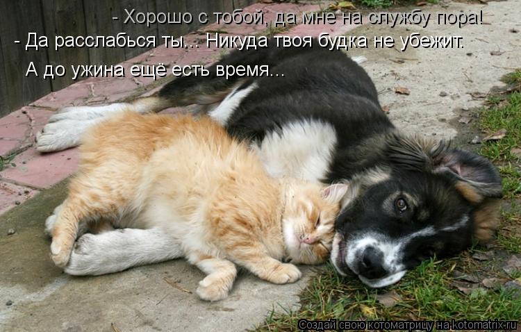 Котоматрица: - Хорошо с тобой, да мне на службу пора! - Да расслабься ты... Никуда твоя будка не убежит.  А до ужина ещё есть время...