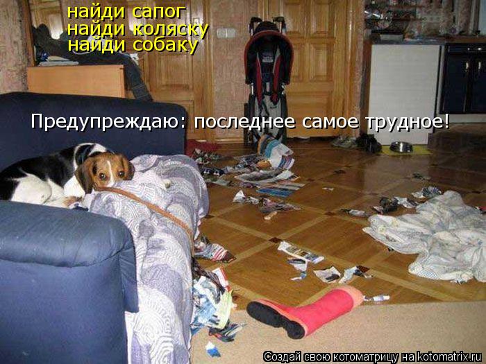 Котоматрица: найди сапог найди коляску найди собаку Предупреждаю: последнее самое трудное!