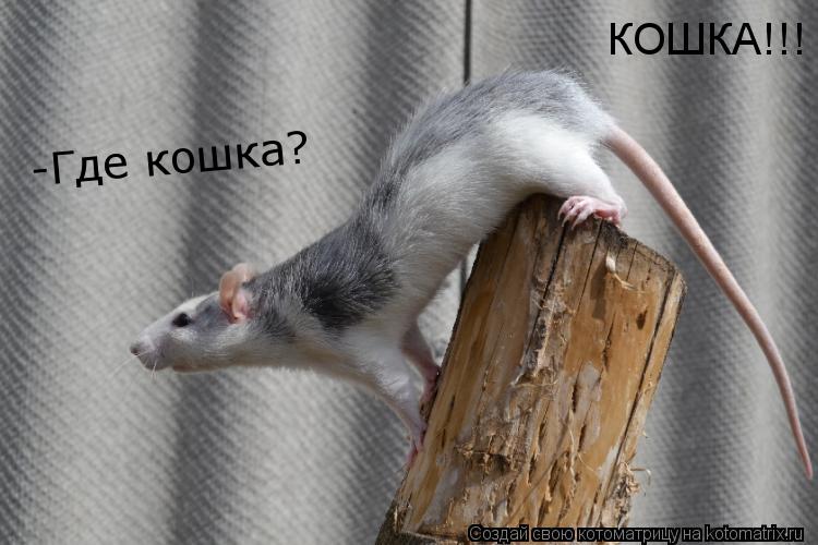 КОШКА!!! -Где кошка?... Котоматрица: КОШКА!!! -Где кошка?