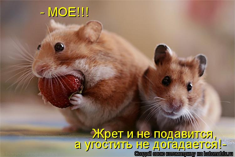 Жрет и не подавится, - МОЕ!!! а угостить не догадается!-... Котоматрица: Жрет и не подавится, - МОЕ!!! а угостить не догадается!-