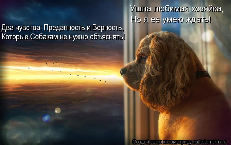 Ушла любимая хозяйка, Но я ее умею ждать! Которые Собакам не нужно объяснять! Два чувства: Преданност... Котоматрица: Ушла любимая хозяйка, Но я ее умею ждать! Которые Собакам не нужно объяснять! Два чувства: Преданность и Верность,