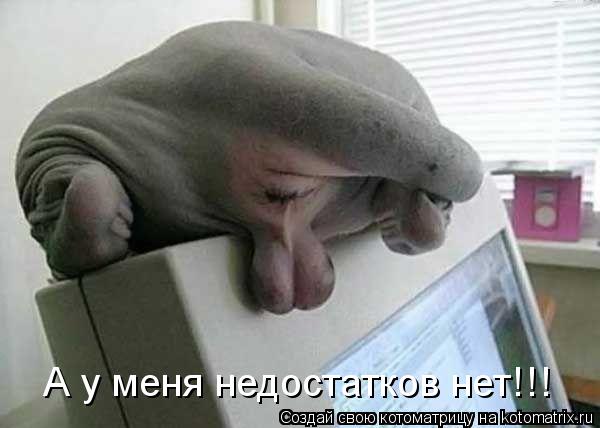 А у меня недостатков нет!!!... Котоматрица: А у меня недостатков нет!!!