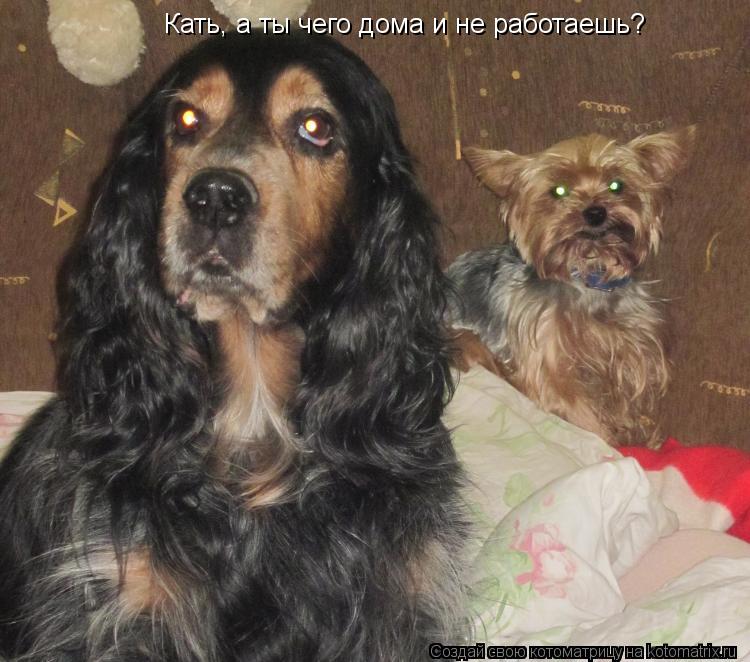 Кать, а ты чего дома и не работаешь?... Котоматрица: Кать, а ты чего дома и не работаешь?