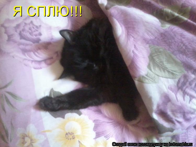 Я СПЛЮ!!!... Котоматрица: Я СПЛЮ!!!