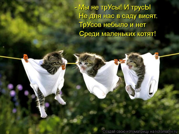 - Мы не трУсы! И трусЫ Не для нас в саду висят. ТрУсов небыло и нет Среди маленьких котят!... Котоматрица: - Мы не трУсы! И трусЫ Не для нас в саду висят. ТрУсов небыло и нет Среди маленьких котят!