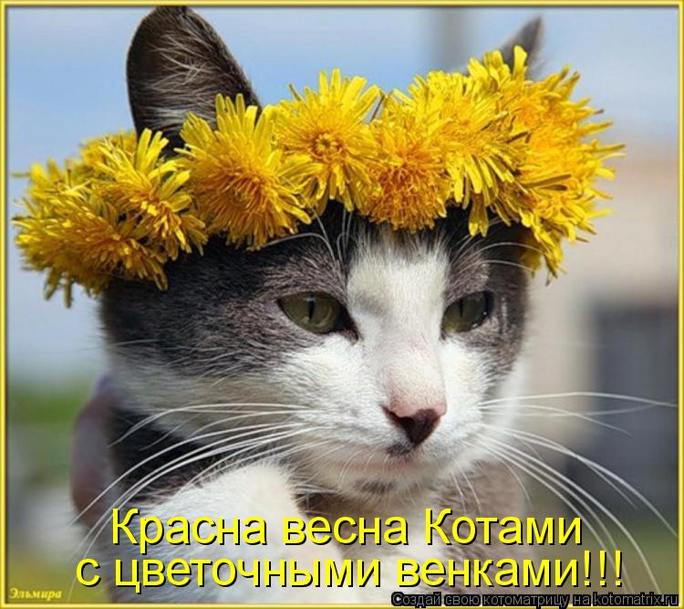 Красна весна Котами с цветочными венками!!!... Котоматрица: Красна весна Котами с цветочными венками!!!