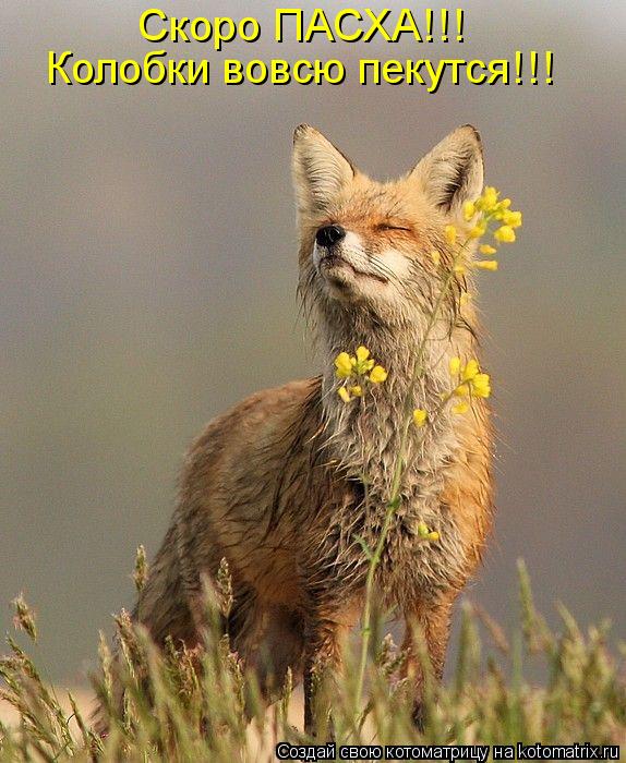 Скоро ПАСХА!!! Колобки вовсю пекутся!!!... Котоматрица: Скоро ПАСХА!!! Колобки вовсю пекутся!!!