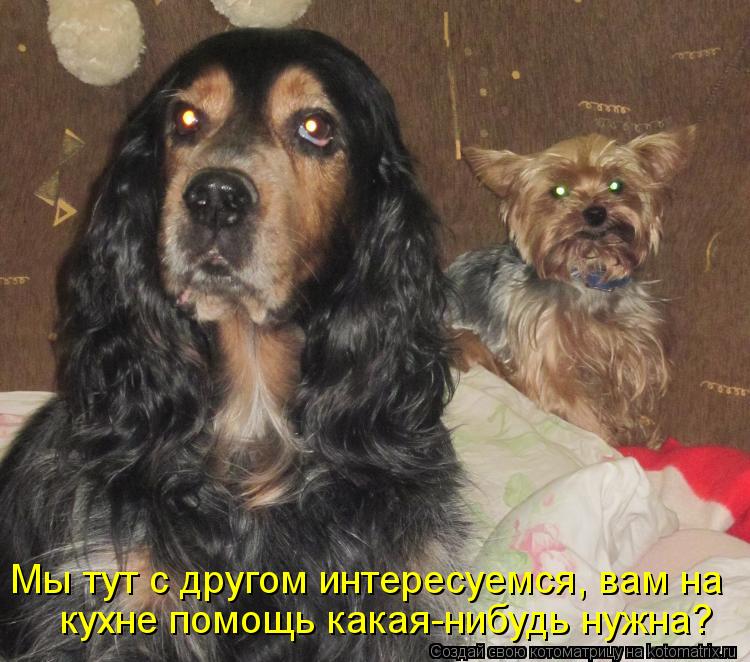 кухне помощь какая-нибудь нужна? Мы тут с другом интересуемся, вам на... Котоматрица: кухне помощь какая-нибудь нужна? Мы тут с другом интересуемся, вам на