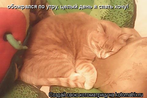 обожрался по утру, целый день я спать хочу!... Котоматрица: обожрался по утру, целый день я спать хочу!