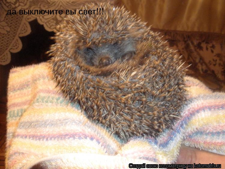 да выключите вы свет!!! да выключите вы свет!!!... Котоматрица: да выключите вы свет!!! да выключите вы свет!!!